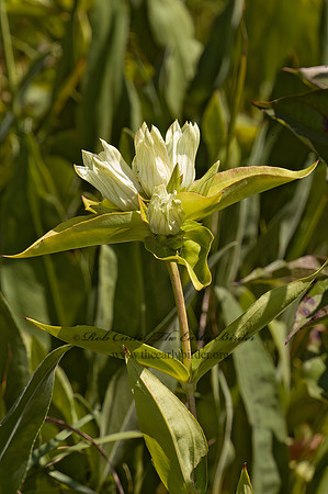 Gentiana flavida  YELLOWISH GENTIAN 5013479z
