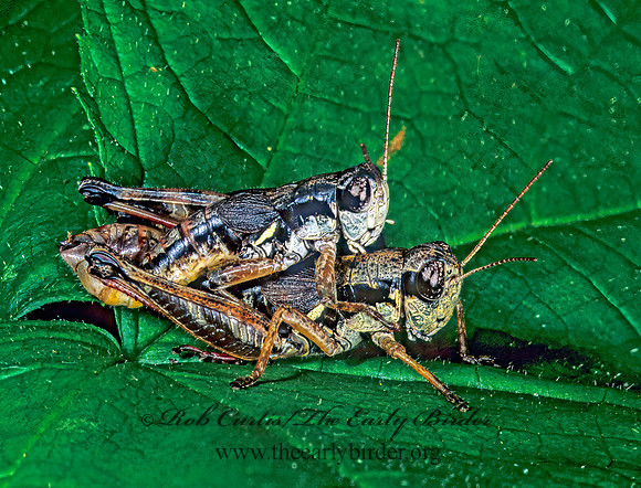 Melanoplus islandicus  ISLAND SHORT-WING GRASSHOPPER 1275609z