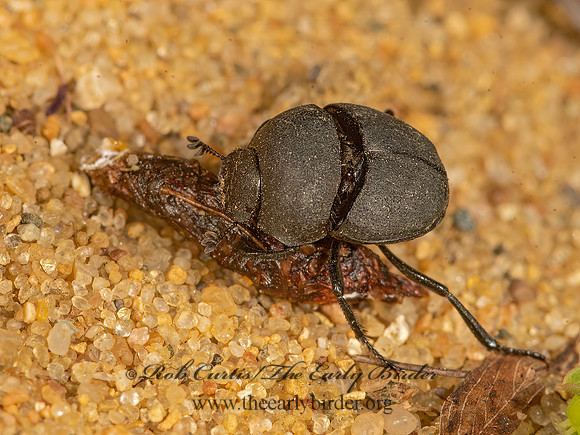 Deltochilini  DUNG BEETLE 3026230z