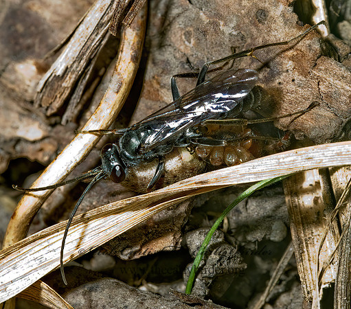 Auplopus sp  SPIDER WASP 5000917z