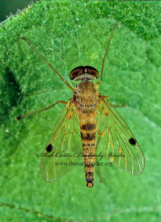 Chrysopilus modestus  SNIPE FLY 1110522z