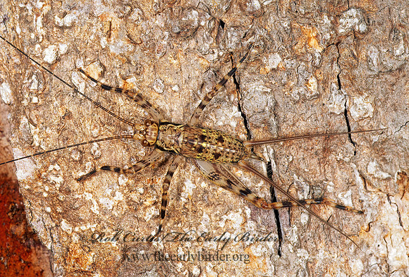 Paragryllinae196523-z