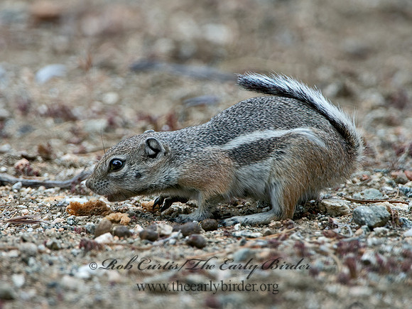 Ammospermophilus leucurus  WHITE-TAILED ANTELOPE SQUIRREL 9056935z