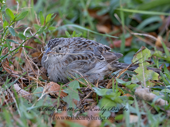 Peucaea cassinii  CASSIN'S SPARROW 3027659