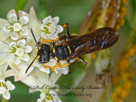 Cerceris  WEEVIL WASP 9063691z