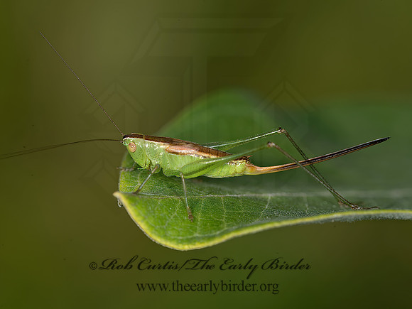 Conocephalus strictus  STRAIGHT-LANCED MEADOW GRASSHOPPER 9040525z