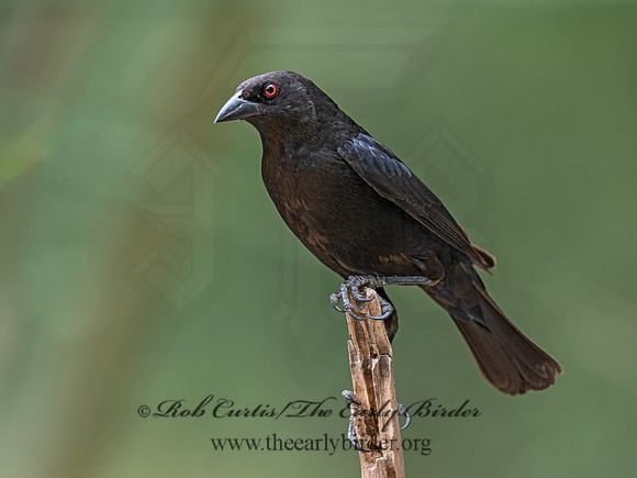 Molothrus aeneus  BRONZED COWBIRD 3031167z