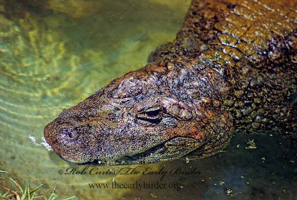 Caiman latirostris  BROAD-NOSED CAIMAN 275405z