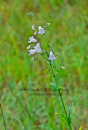 Penstemon laevigatus  EASTERN SMOOTH BEARDTONGUE 263201z