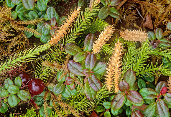Vaccinium oxycoccos  BOG CRANBERRY 220032z