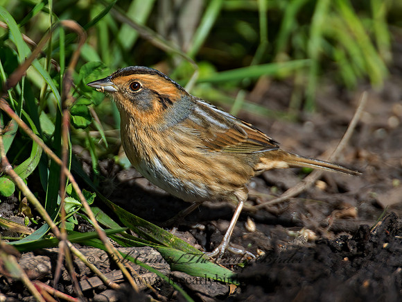 Ammospiza nelsoni  NELSON'S SPARROW 9004918z