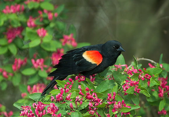 Agelaius phoeniceus  RED-WINGED BLACKBIRD 4000691z