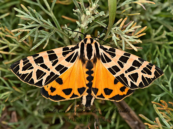 Apantesis ornata  ORNATE TIGER MOTH 8036690z