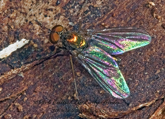 Diaphorus LONGLEGGED FLY 5002779z