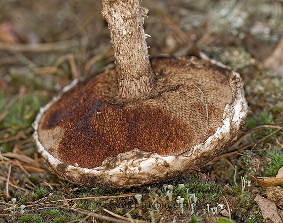 Strobilomyces  BOLETE MUSHROOM 8017772z