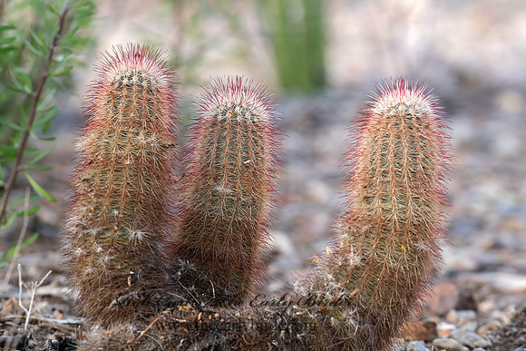 Echinocereus russanthus  RUSSET HEDGEHOG CACTUS 6040589z