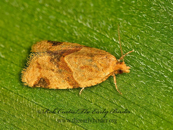 Clepsis  TORTRICID MOTH 9058335z
