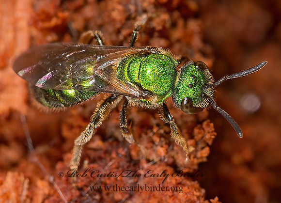 Augochlora pura  PURE GREEN AUGOCHLORA 9014819z