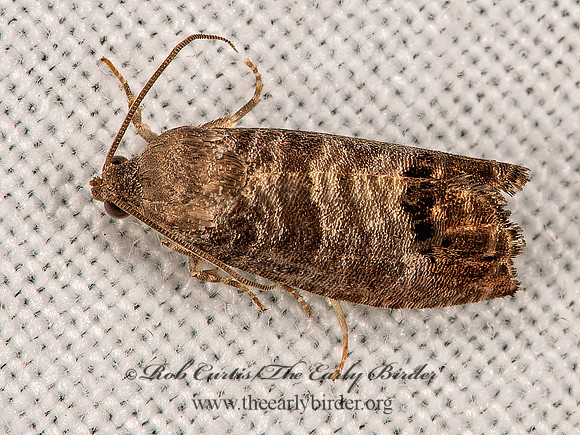 Cydia pomonella  CODLING MOTH 6036593z