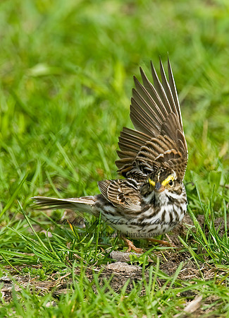 Passerculus sandwichensis  SAVANNAH SPARROW 8012792z