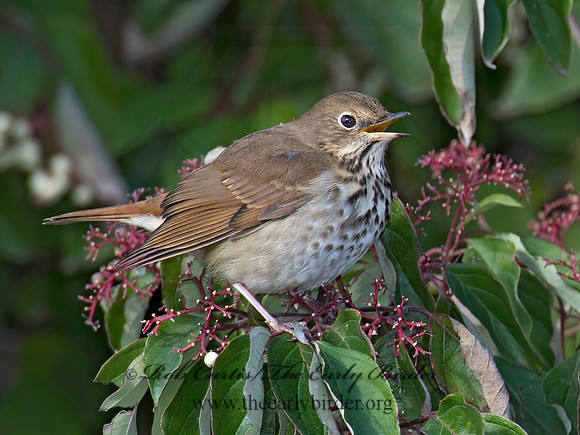 Catharus guttatus  HERMIT THRUSH 9015622z