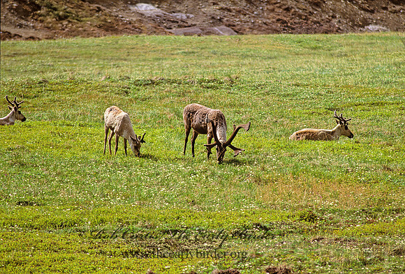 Rangifer tarandus  CARIBOU 241001z