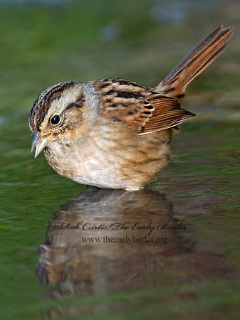 Melospiza georgiana  SWAMP SPARROW 9005799z