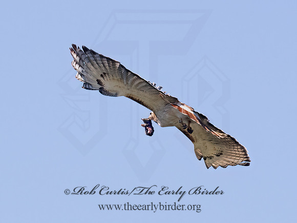 Buteo jamaicensis  RED-TAILED HAWK 9068863z
