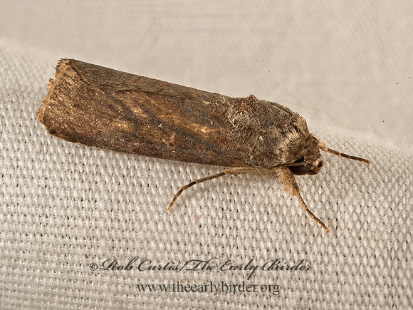 Noctuidae OWLET MOTH  9051084z