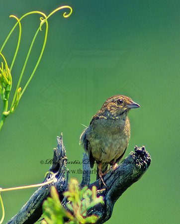 Peucaea aestivalis  BACHMAN'S SPARROW 21510z