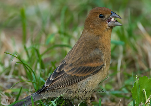 Guiraca caerulea  BLUE GROSBEAK 7002342z