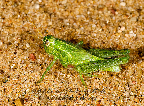 Campylacantha olivacea  FUZZY OLIVE-GREEN GRASSHOPPER 8008493z