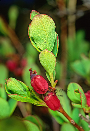 Vaccinium uliginosum  BOG BLUEBERRY 238312z