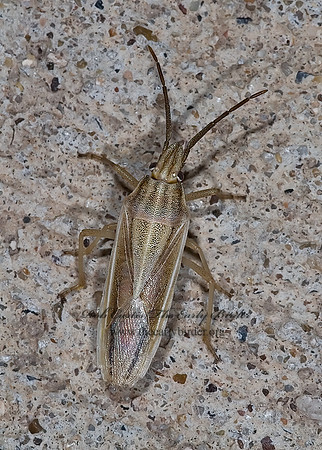 Mecidea major 6023864z