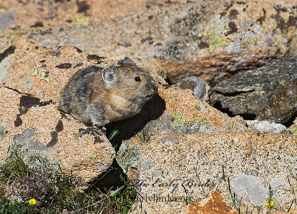 Ochotona princeps  AMERICAN PIKA 7010693z