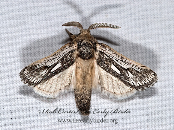 Hypopta palmata COSSID MOTH  6025194z