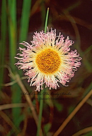 Erigeron procumbens  CORPUS CHRISTI FLEABANE 87023z