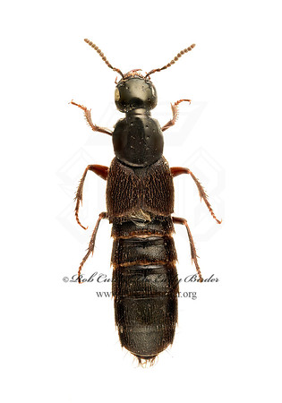 Philonthus politus 9020570z