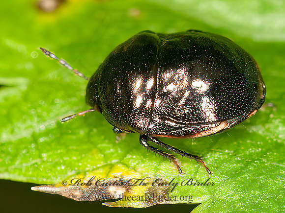 Corimelaena  EBONY BUG 3014853z