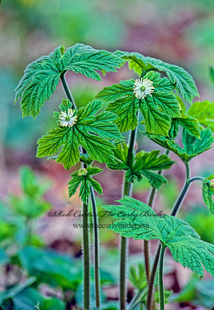 Hydrastis canadensis GOLDEN SEAL 265502z