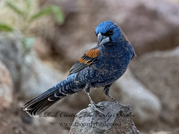 Guiraca caerulea  BLUE GROSBEAK 3037349z