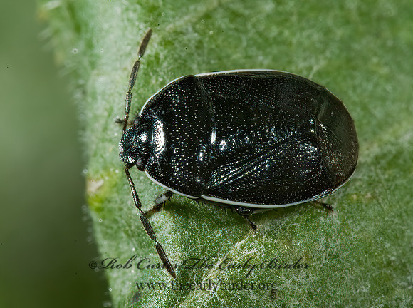 Sehirus cinctus 5013243z