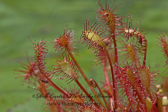 Drosera intermedia  SPATULATE-LEAVED SUNDEW 8034498z