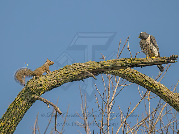 Falco peregrinus PEREGRINE FALCON 9090885z