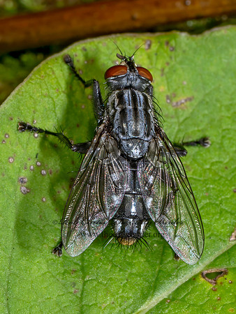Sarcophaginae FLESH FLY 9090046-