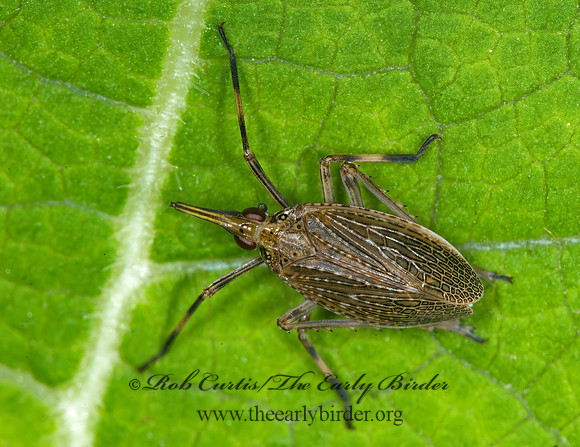 Scolops sulcipes 6010156 z