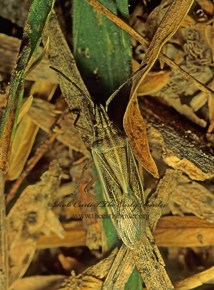 Mecidea major 70911z