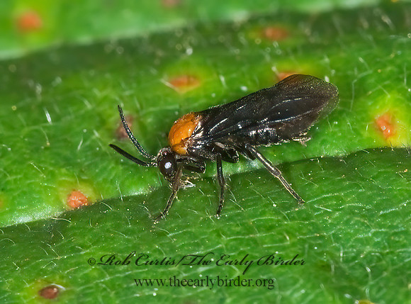 Atomocera decepta 6013945z