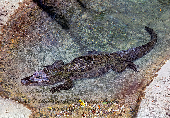 Alligator sinensis  CHINESE ALLIGATOR 276728z