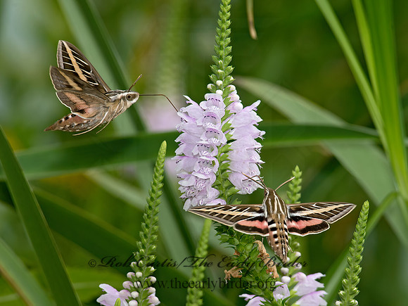 Hyles lineata  WHITE-LINED SPHINX 9014239 z